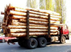 CLW Brand New 40Tons 50tons 60 tons Logging Truck Transport 18m Wood